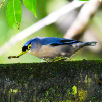 Sulphur-billed Nuthatch